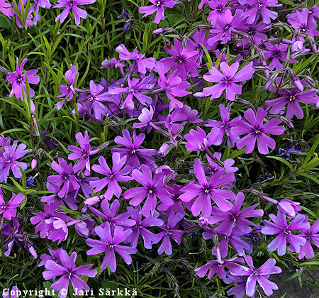 Phlox subulata 'Purple Beauty', sammalleimu
